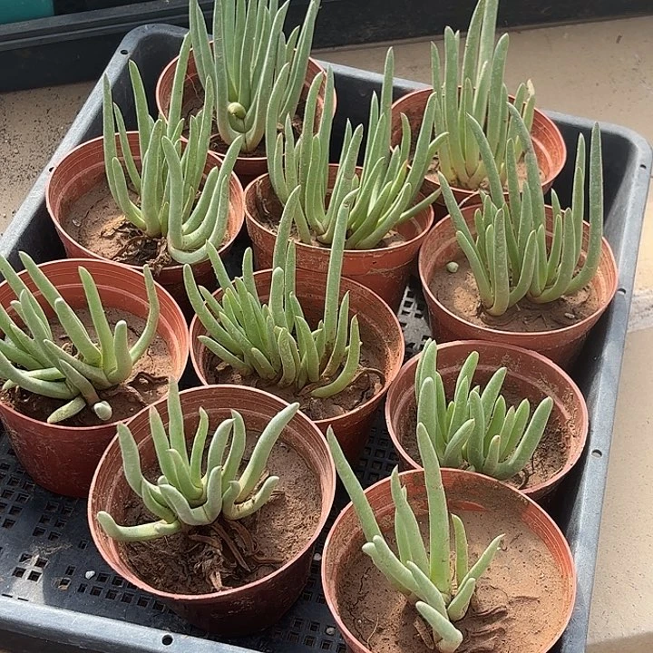 奔龙随机10盆一组发货浮力款