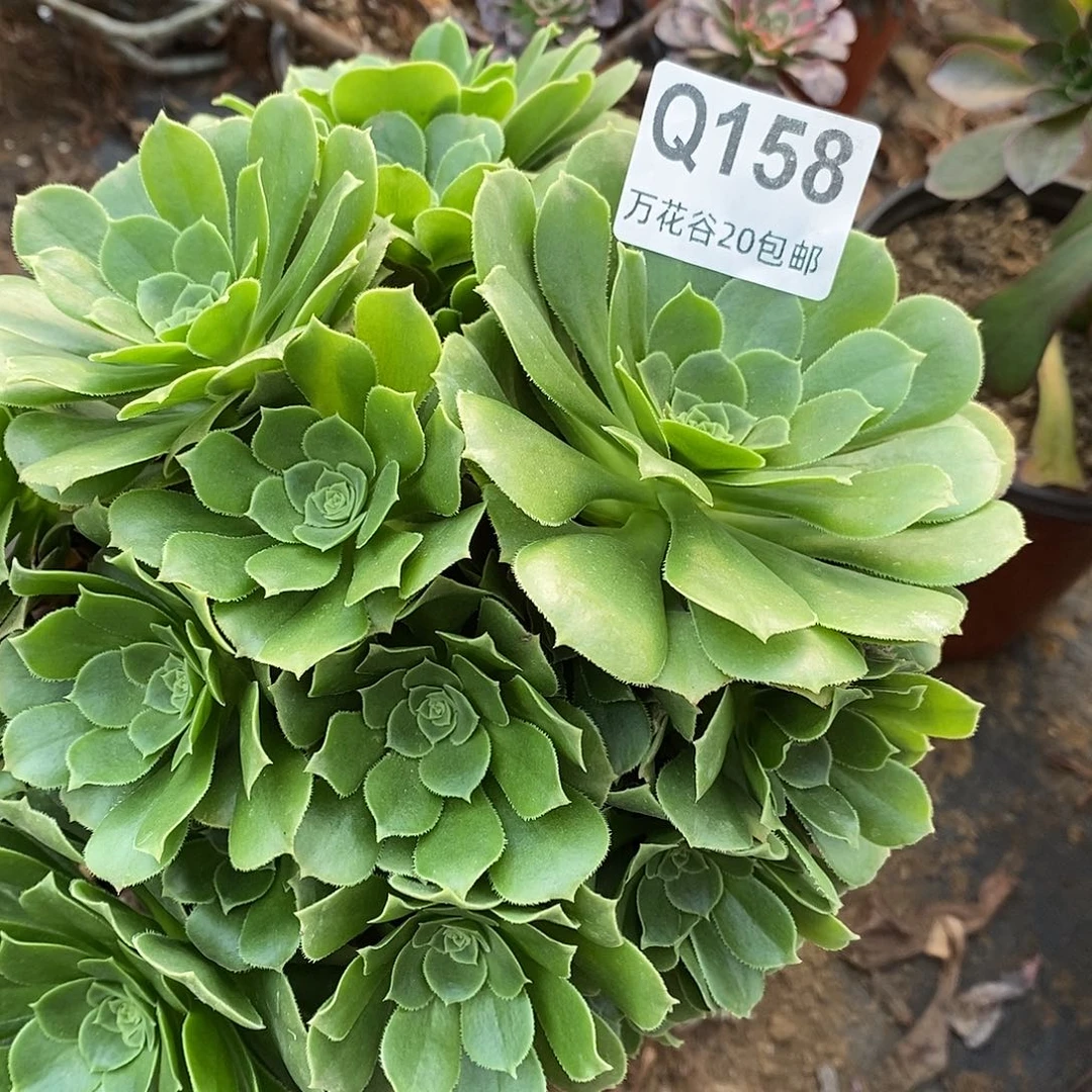 158绿羊绒多肉植物