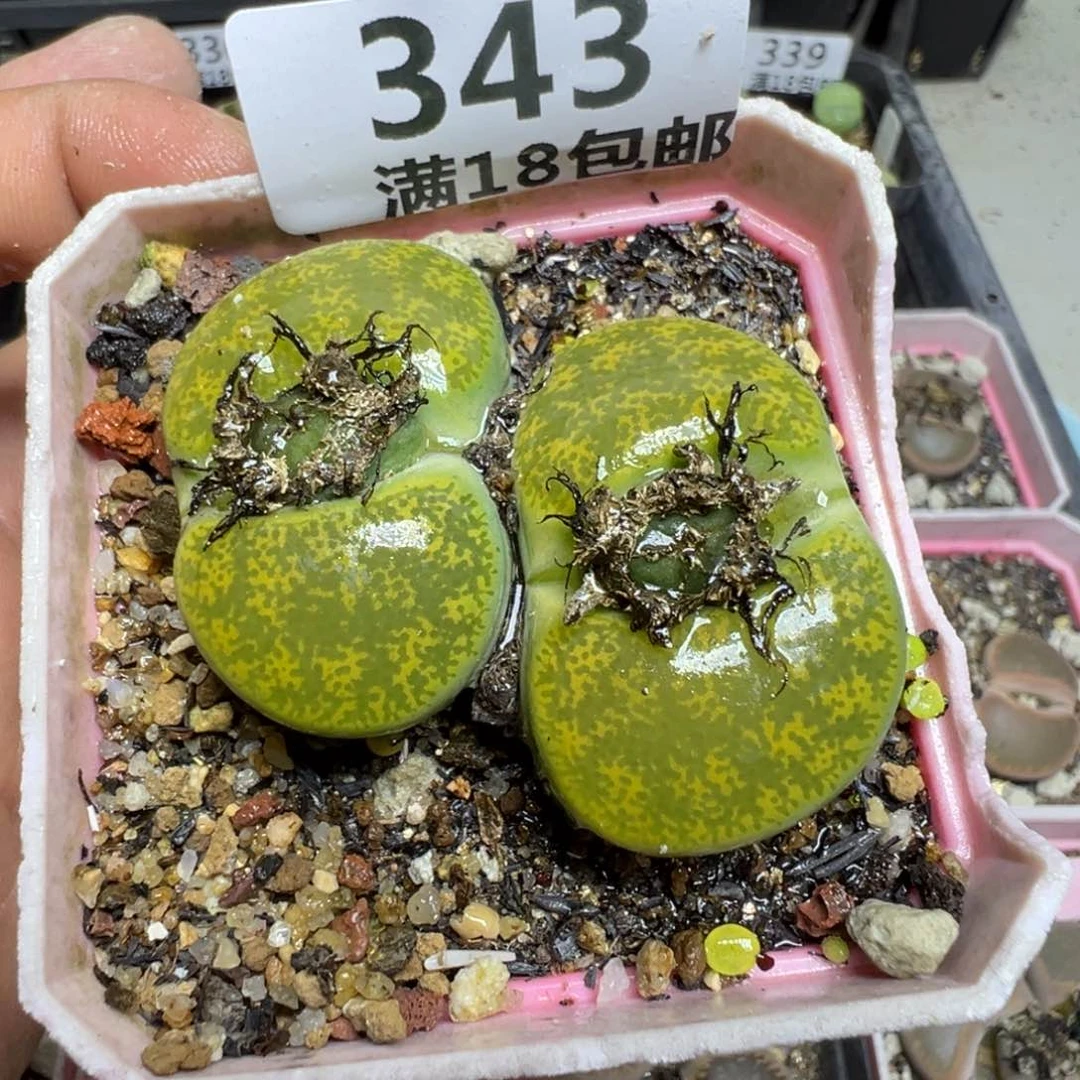 【闪购商品】 343。