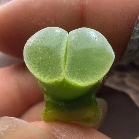 编号丢失美风铃。  231。