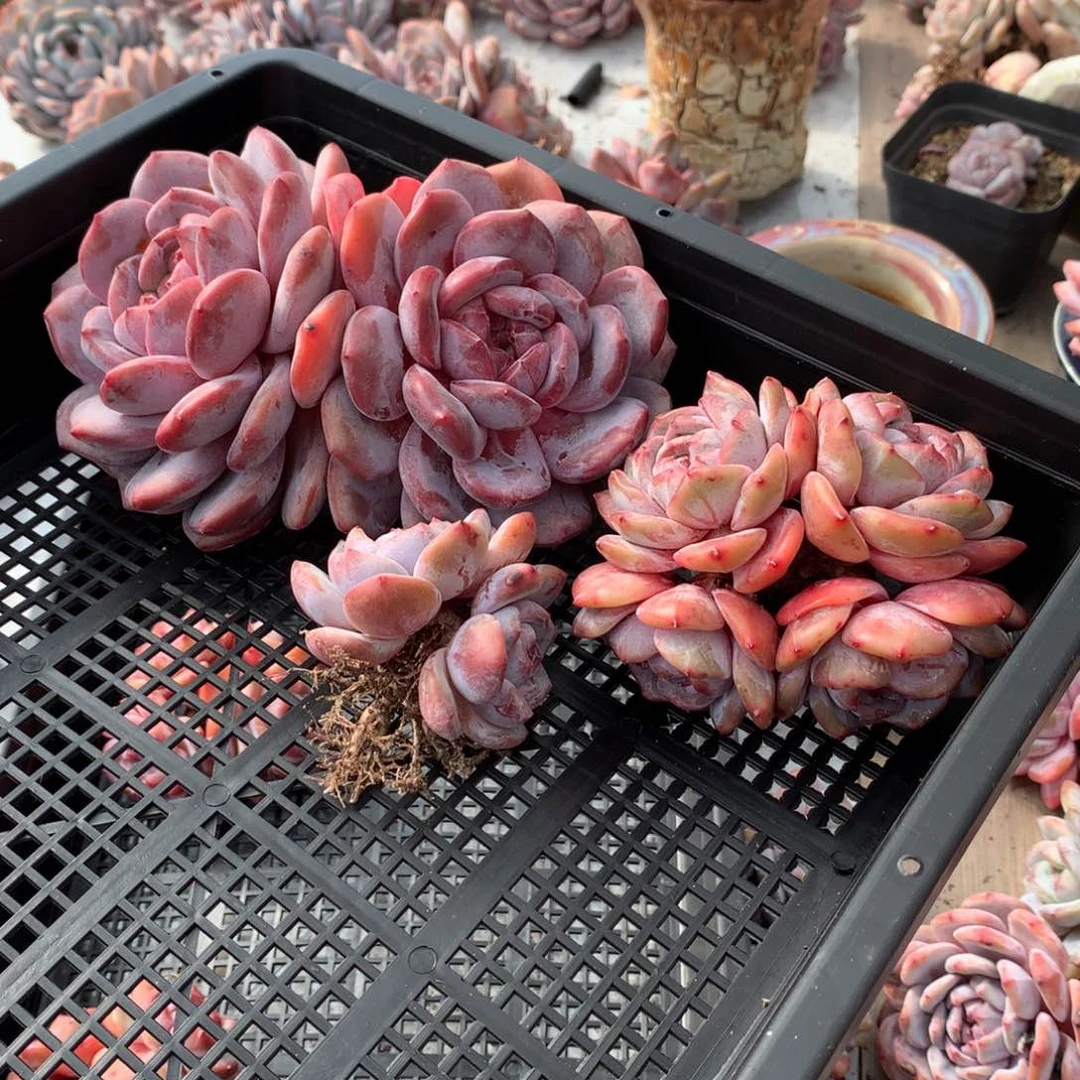 哈哈哈哈哈哈哈哈哈哈