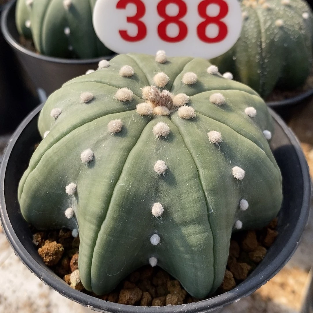 388琉璃指纹海星兜系列