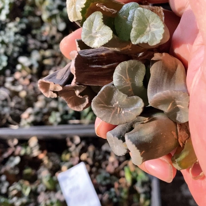2002 一颗歪七扭八万象 这筐里随机发货 炸弹福利