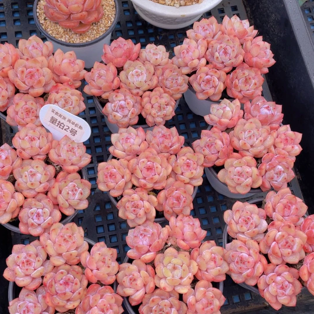 量拍2号果冻韩版仙女橙组合七个