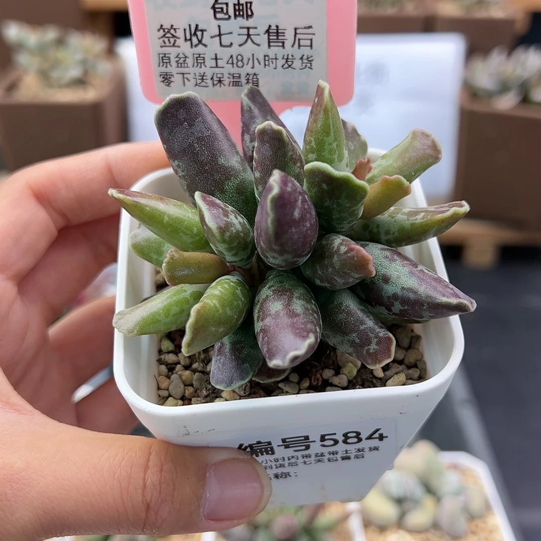 不****584紫库博多肉植物