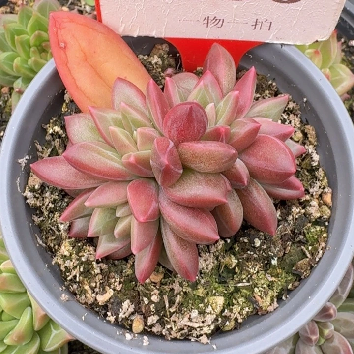迷雾泡泡196多肉植物一物一拍