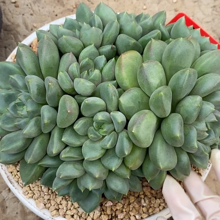 红***雪888888888888888888