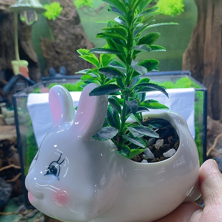 无花朵开播福利来一波