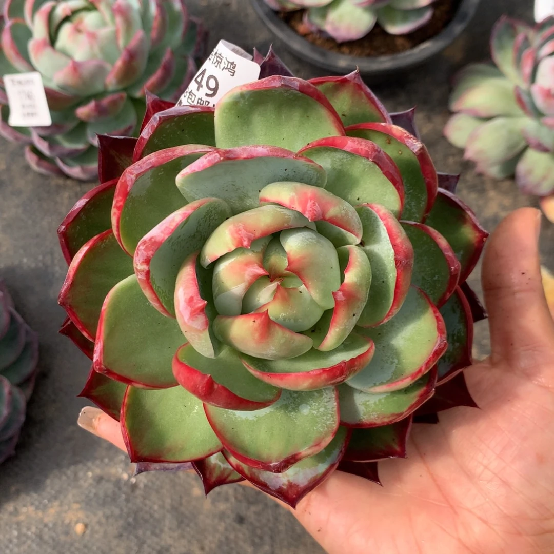 1749号多肉植物惊鸿，13