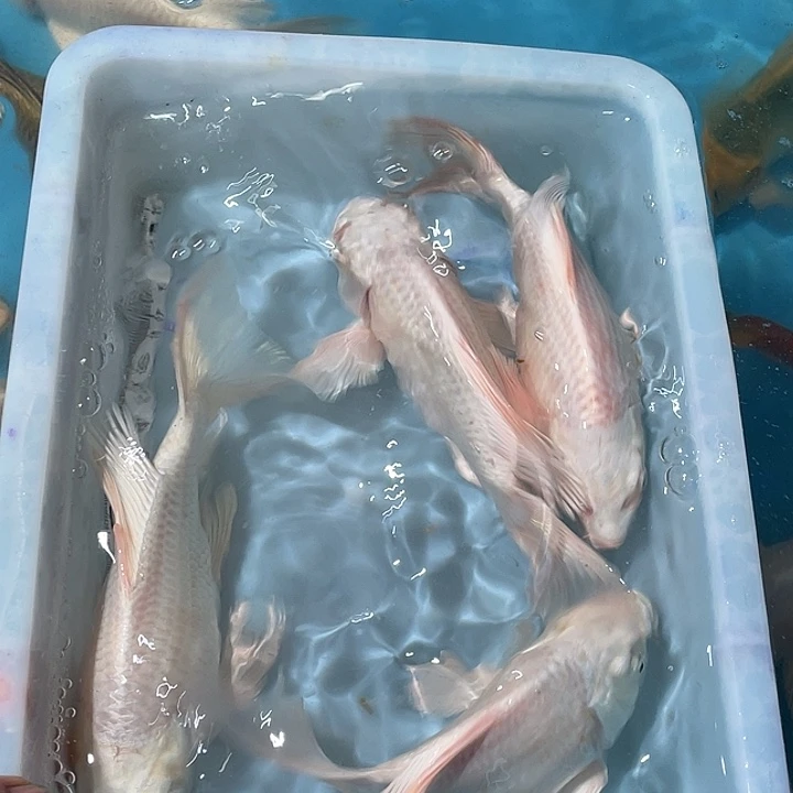 蝴蝶鲤渔场直发95