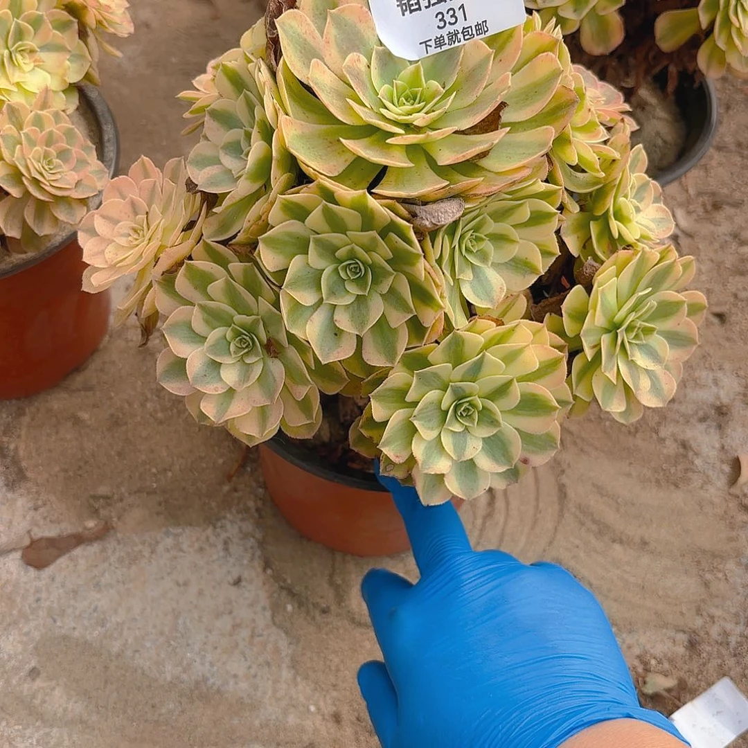 雨荷多肉植物手捧331