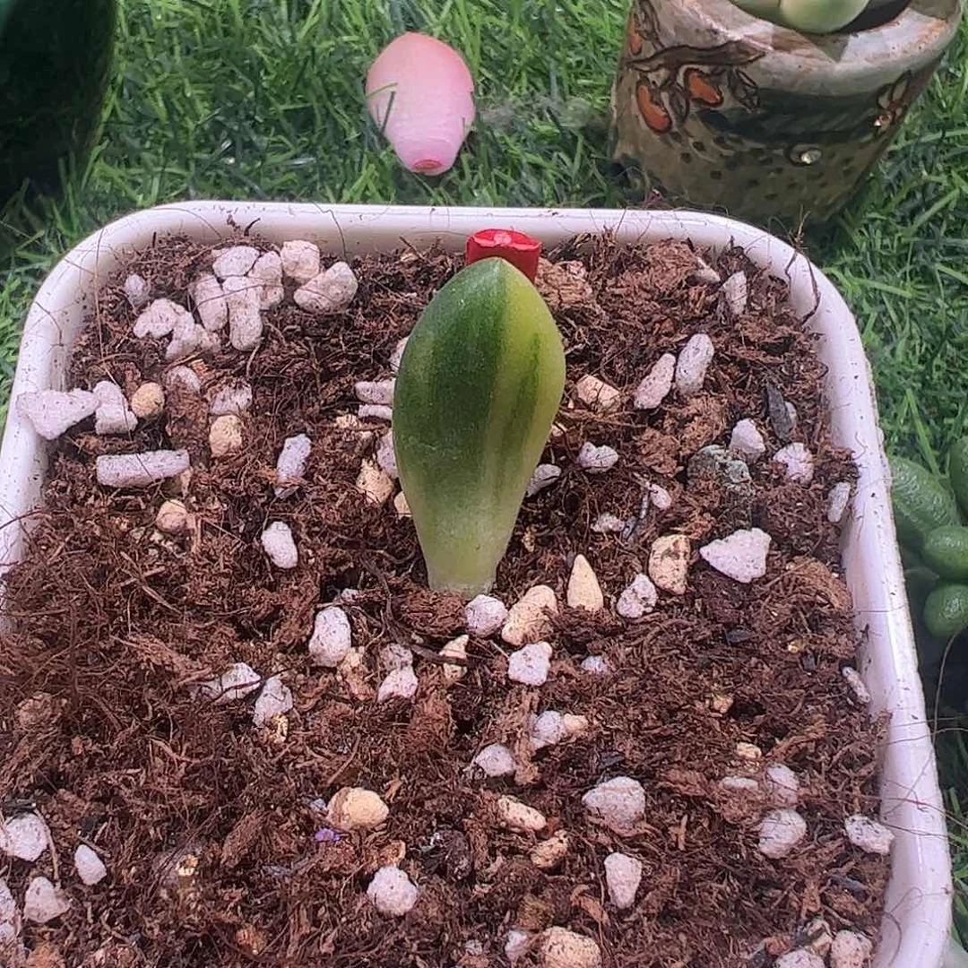 多肉植物多肉植物锦
