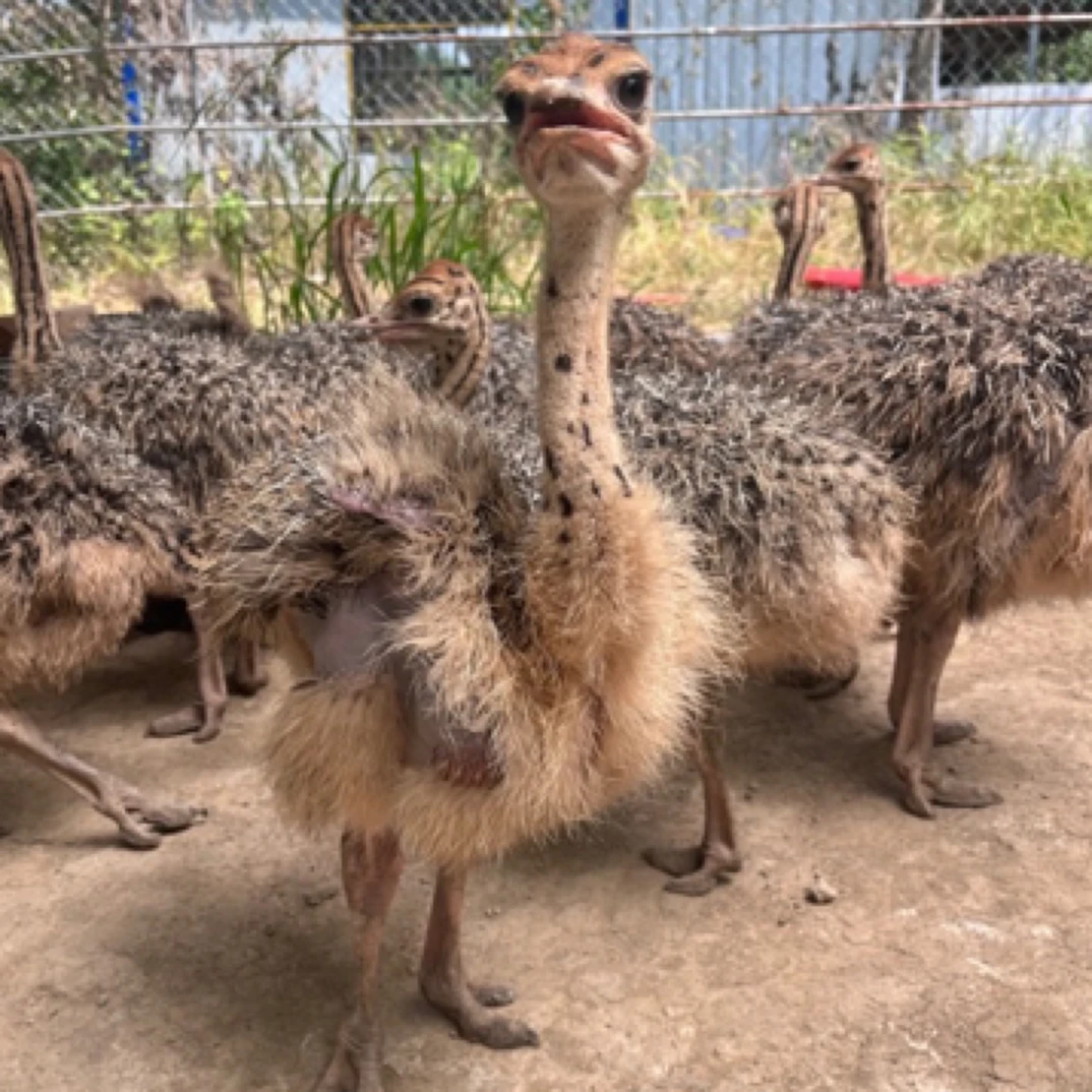 饲养35宠物文鸟 可遛弯