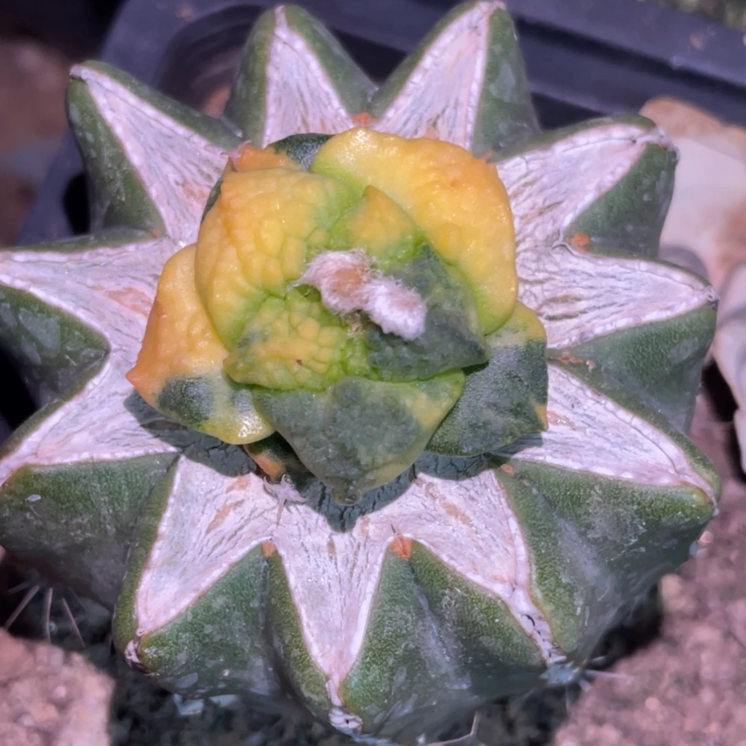 全部花朵丸犹连山牡丹锦 散斑  208