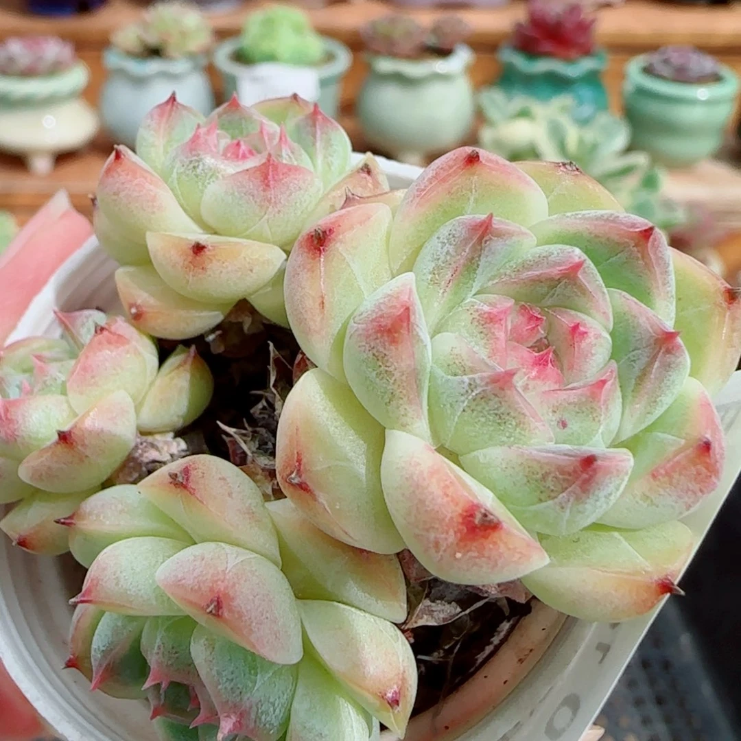 花语逸镜1014-360