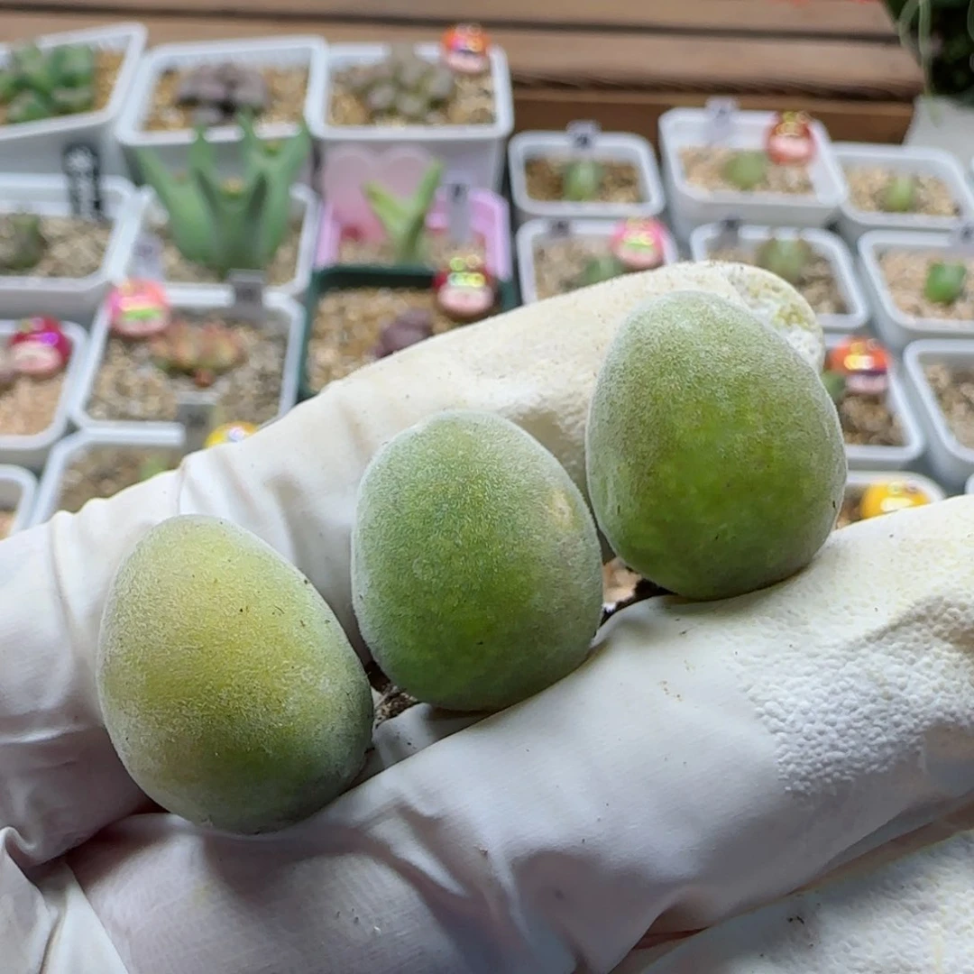 茳*姐2-13当天满58包邮多肉脱土