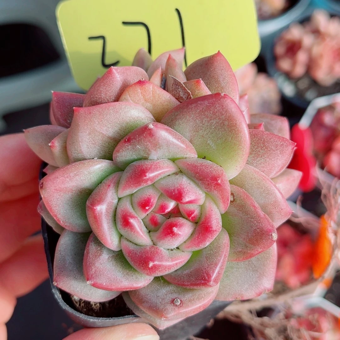 271号小老桩珍妮群