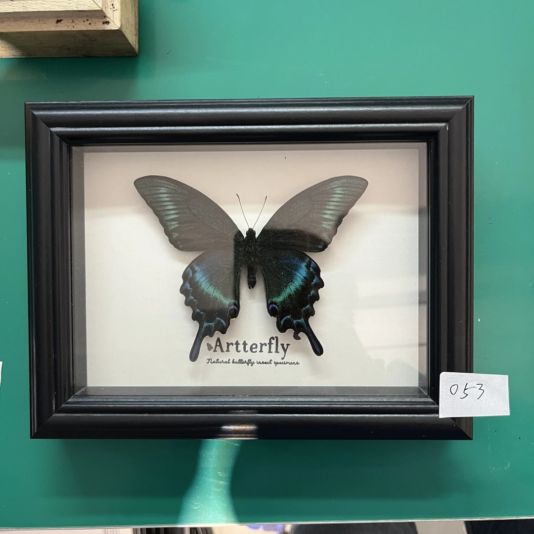 蝴蝶标本专拍053