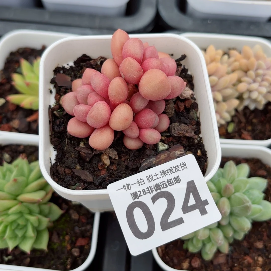 先锋派无盆土发货