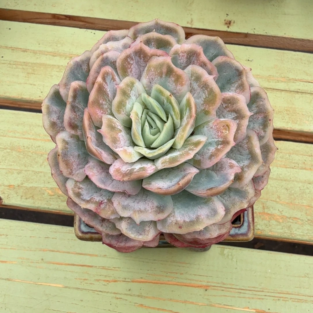 石化泡泡纱群锦上园艺一物一拍