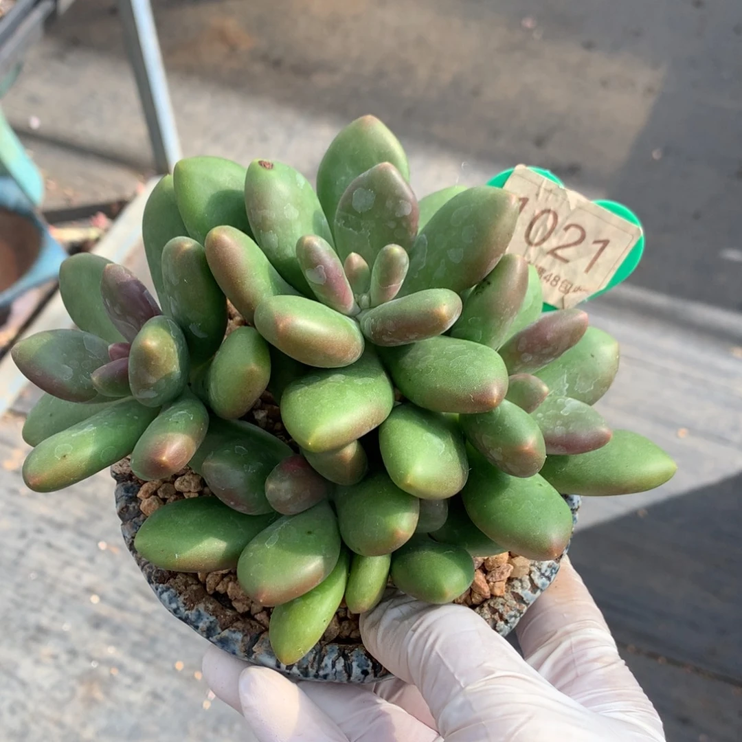 芒果奶无砍老桩1021