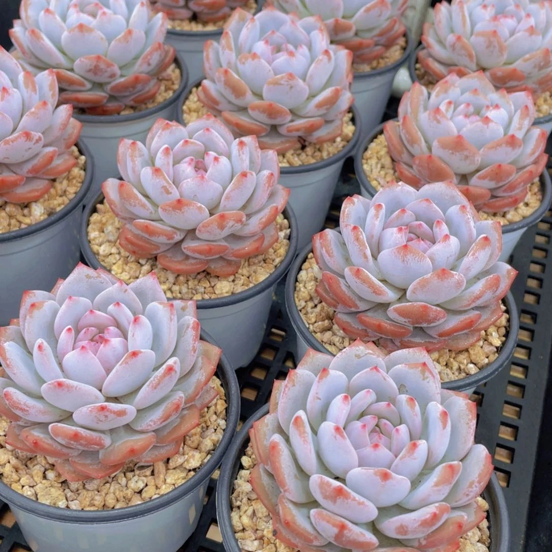 量拍31号 星星橙大单头一个