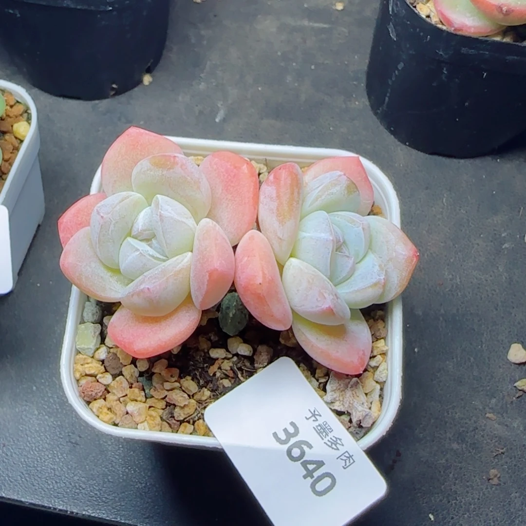 冰玉无砍，3640多肉植物