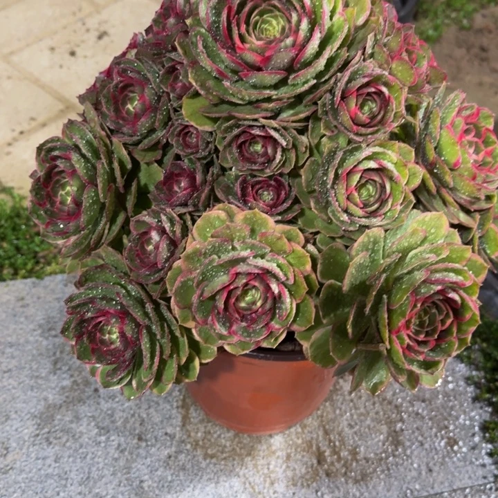 兔***艳粉花妖宝塔福利390肉肉