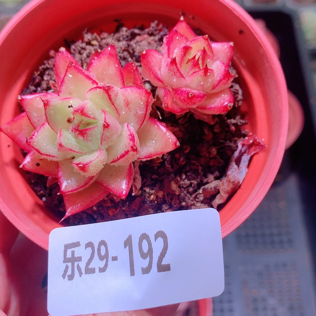 乐然29-192 梦幻女王