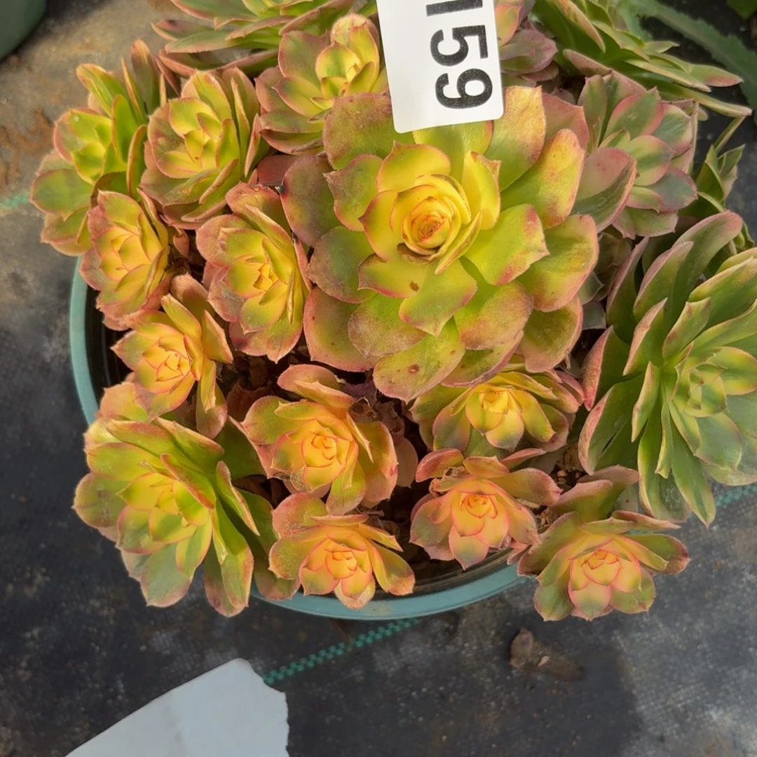 159大荔枝多肉植物福利