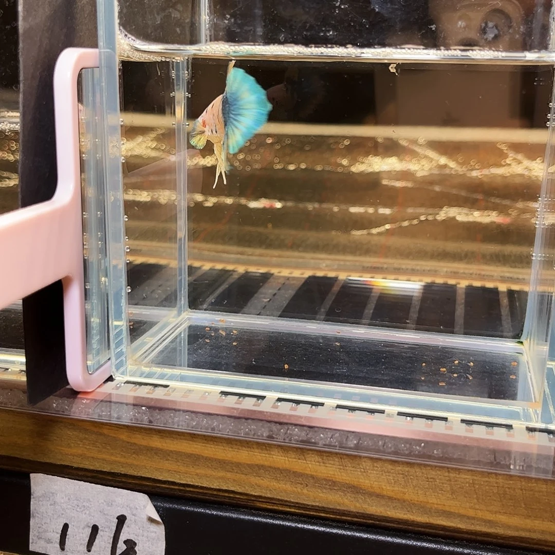 海水鱼宙斯斗鱼竞拍 1226高端场