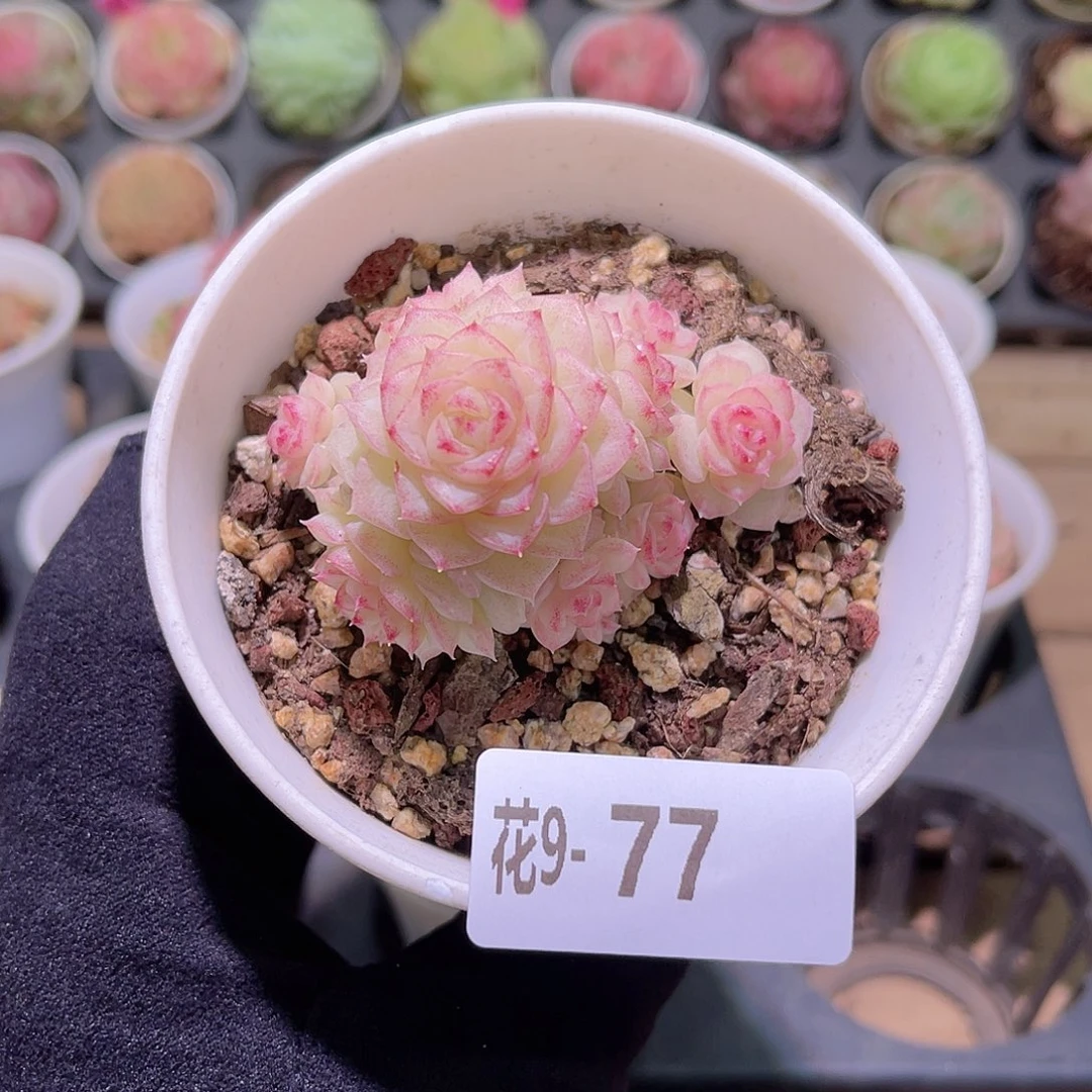 花利美9-77白天鹅