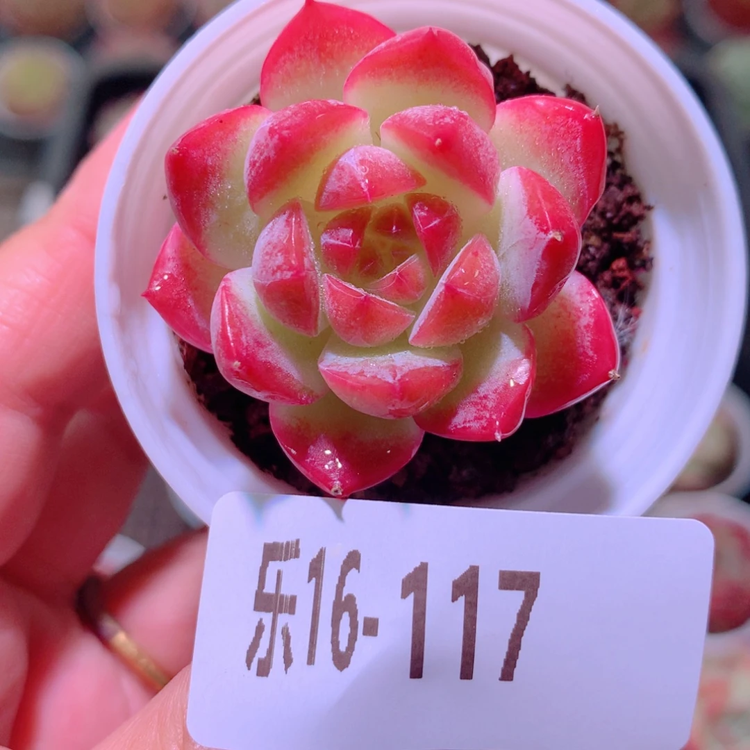 乐然16-117 新品单头