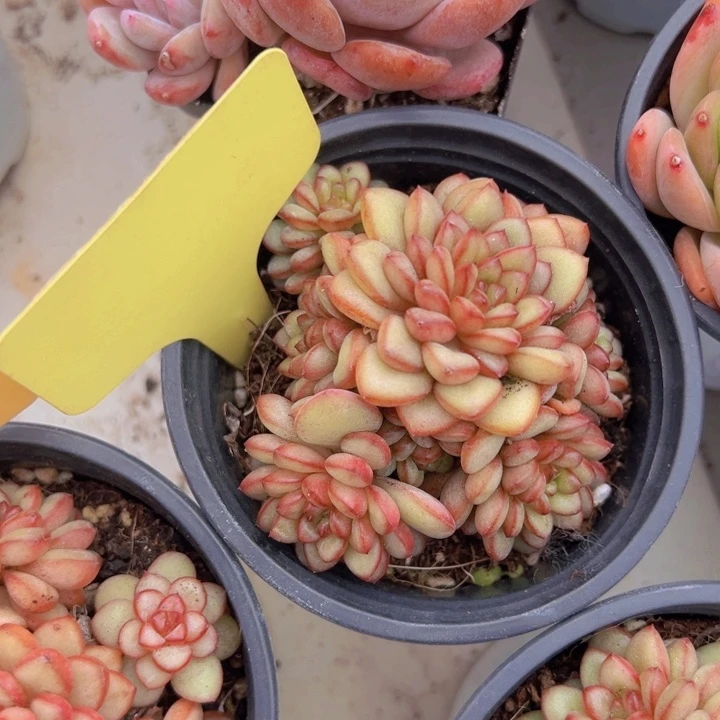 健健康康平平安安