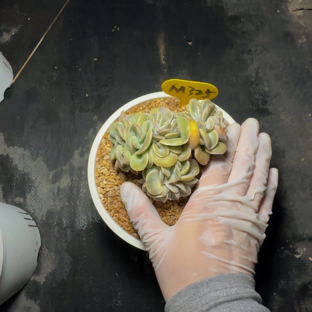 请***叻m m m m m m m m 325