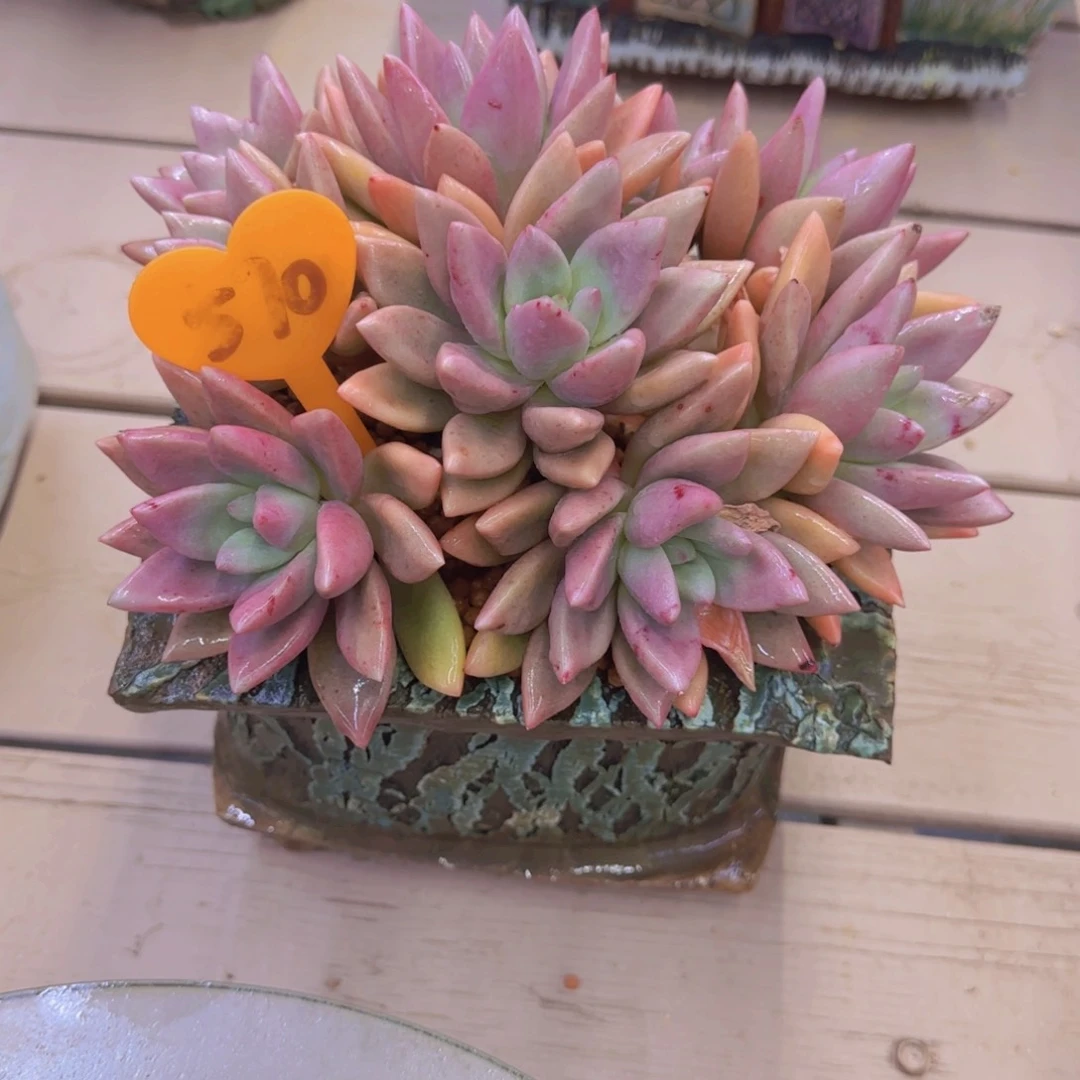 ?****?510多肉植物一物一拍