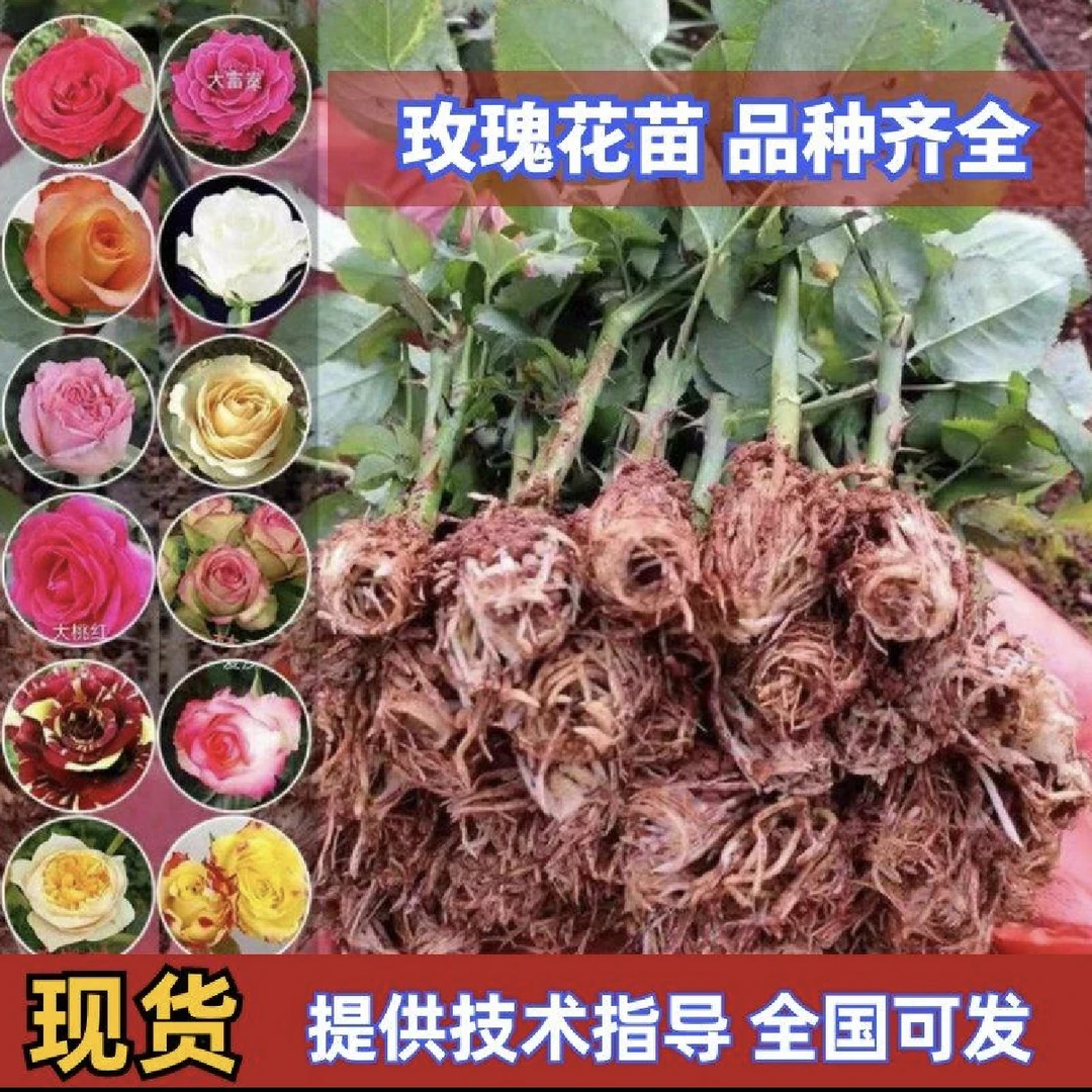 20棵云南鲜切花玫瑰月季花苗大花多季开花庭院地栽阳台耐热耐寒