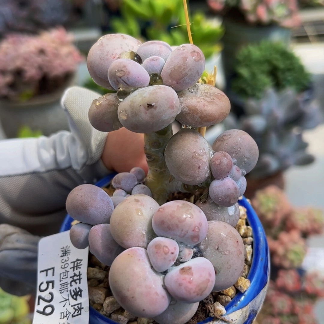 529-芭比奶多肉6cm