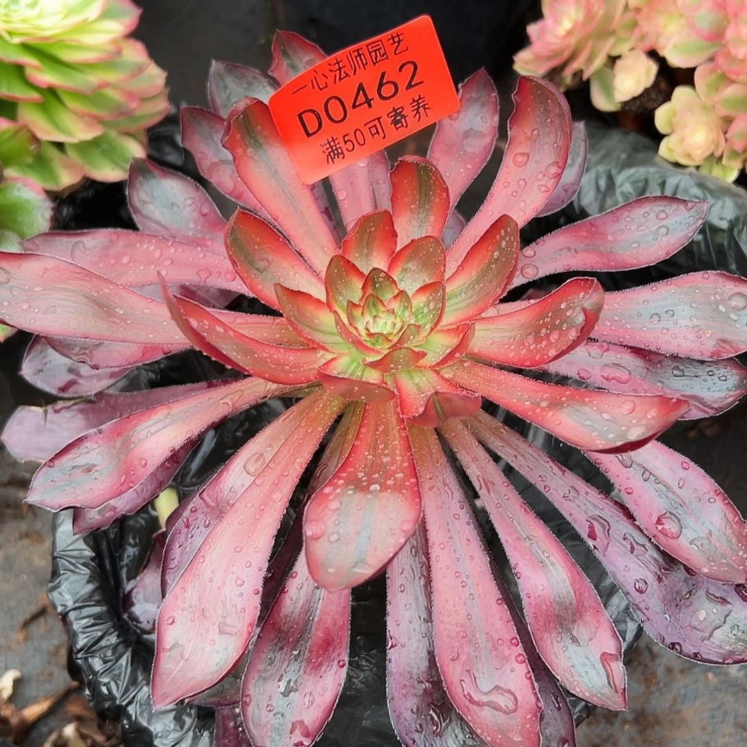 0462多肉植物火凤