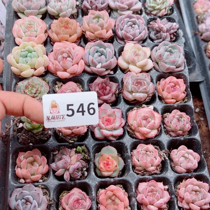 学***单多肉植物多肉植物