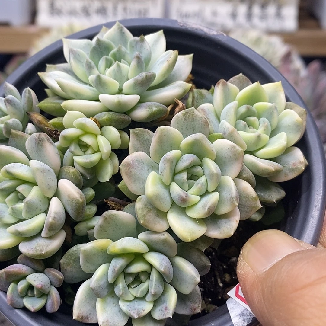 1674 粉布偶锦群
