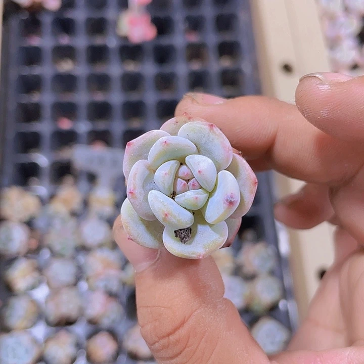 132日系星影精品多肉量拍