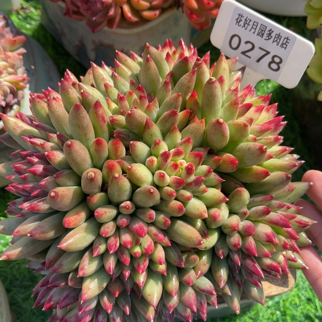 *****多肉植物0278 满30包邮