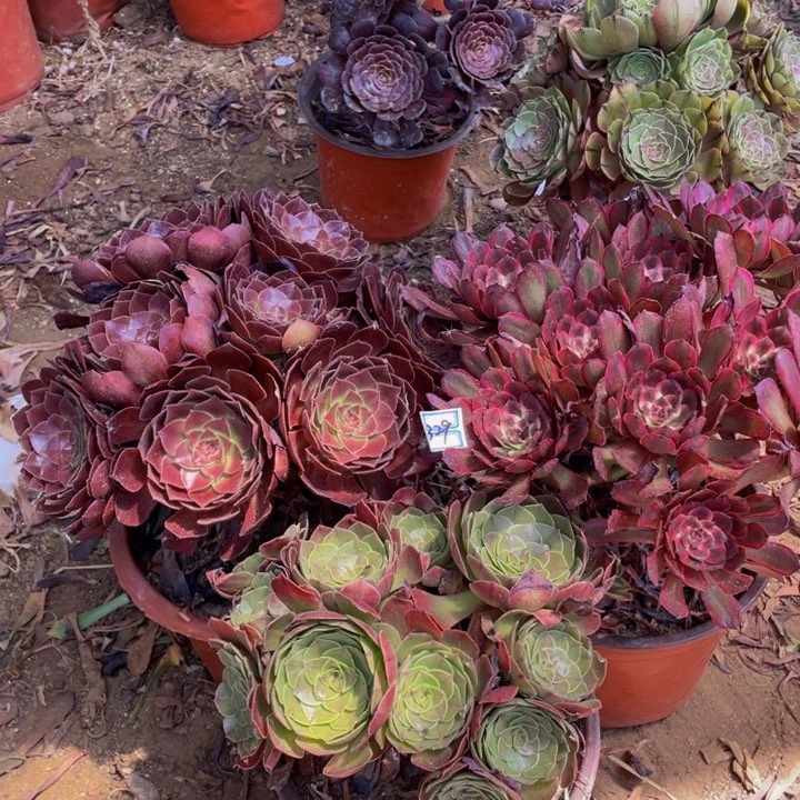 不包断枝鲜花鲜花