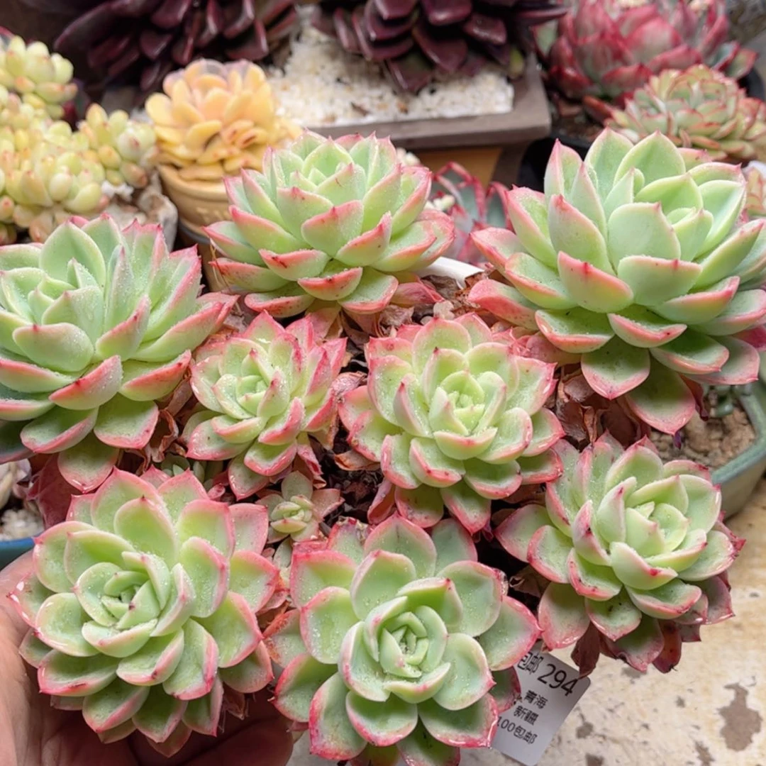 【闪购商品】294哈密瓜