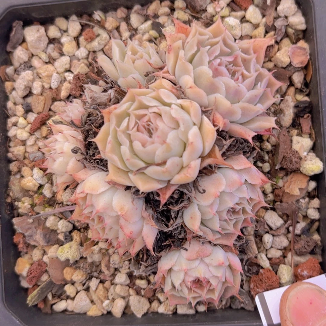 财路0446多肉植物