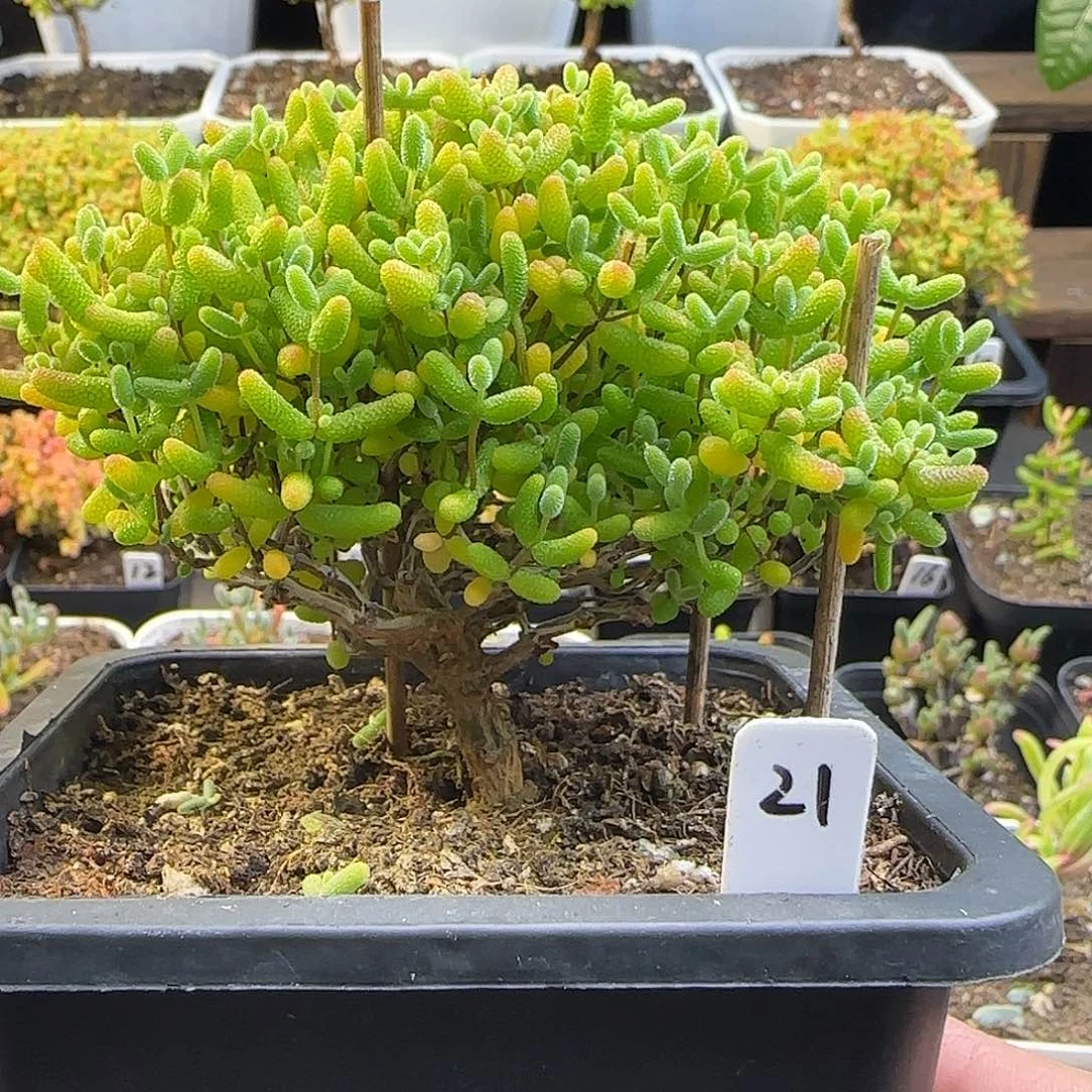 蜜橘糖球一物一拍