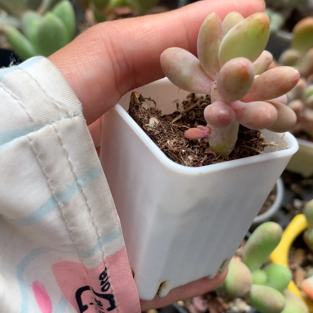 芒果奶瑕疵特价不收货