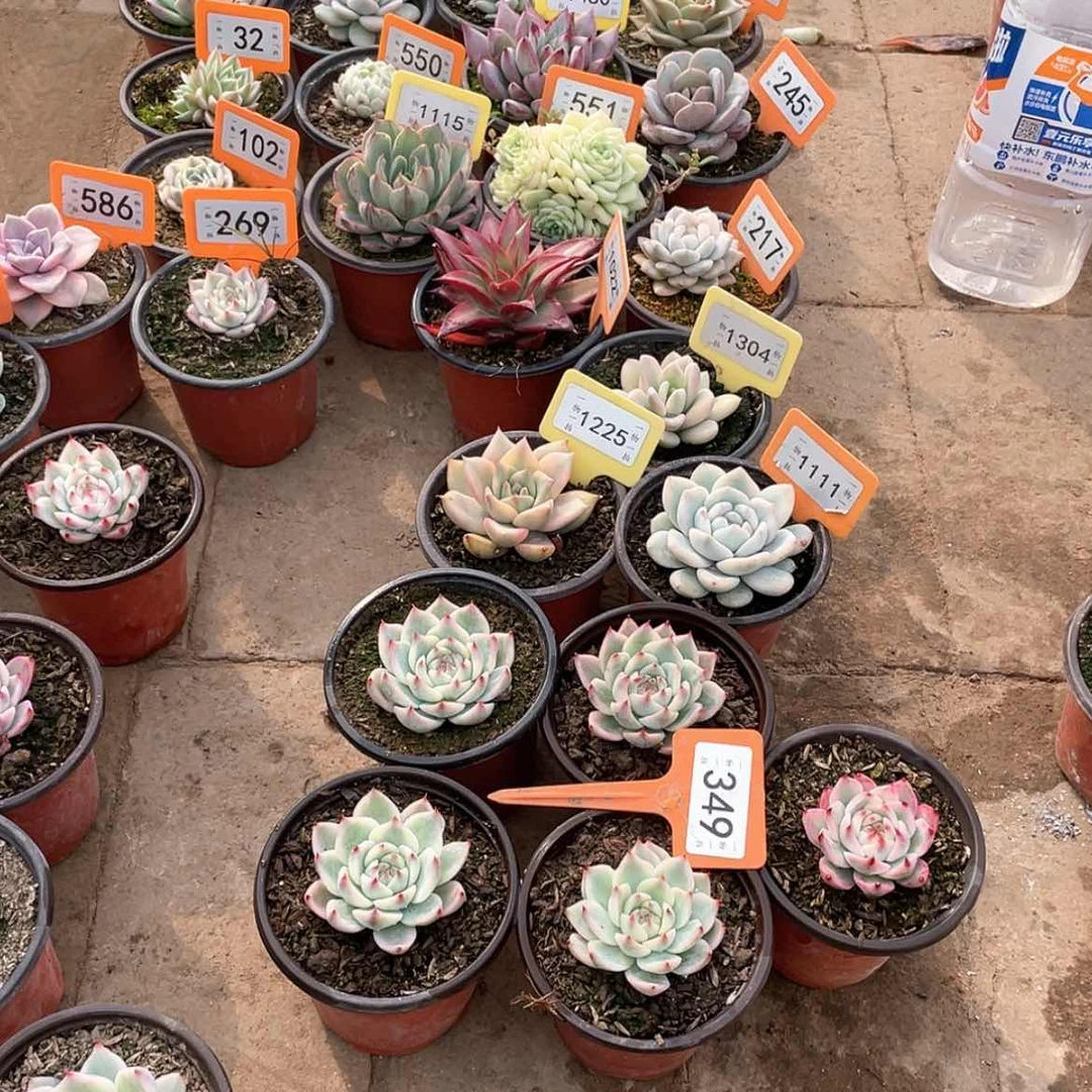 【闪购商品】1**8349五颗一组