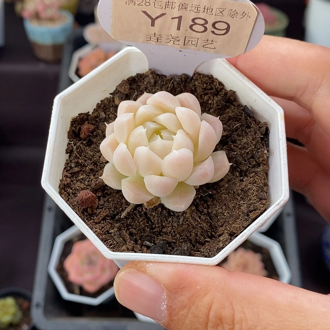 0189 白月影 3.5cm